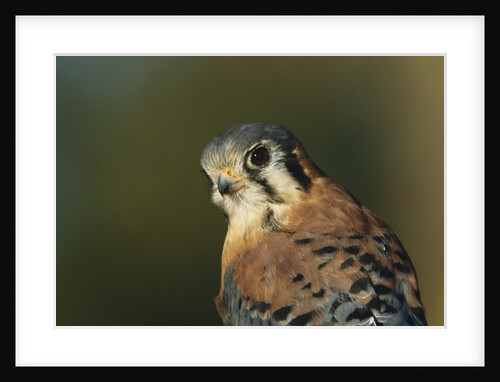 Male Kestrel by Anonymous
