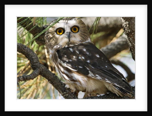 Saw-Whet Owl by Anonymous