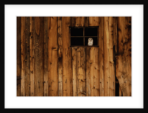 Barn Owl in Barn Window by Anonymous