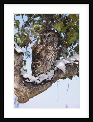 Barred Owl Perched on Branch by Anonymous
