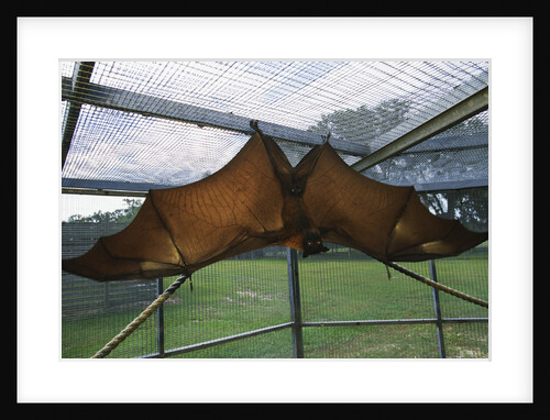 Flying Fox Hanging in Cage by Anonymous