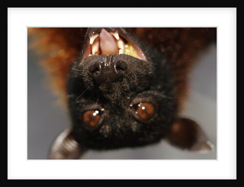 Flying Fox by Anonymous
