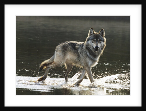 Grey Wolf Walking Along the Kettle River by Anonymous