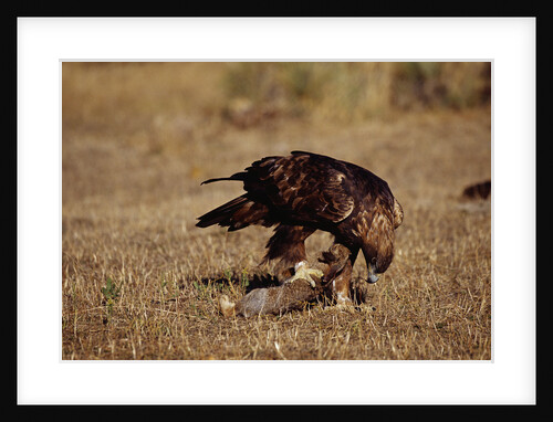 Golden Eagle Holding a Cottontail Rabbit by Anonymous
