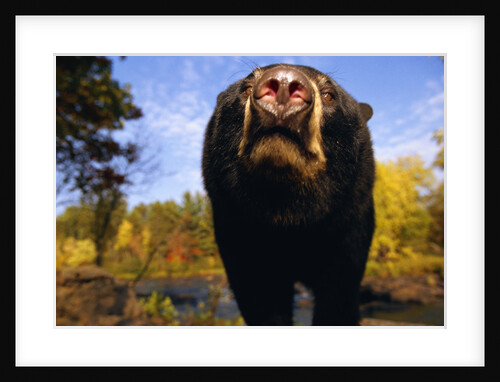 Black Bear Nosing Around by Anonymous