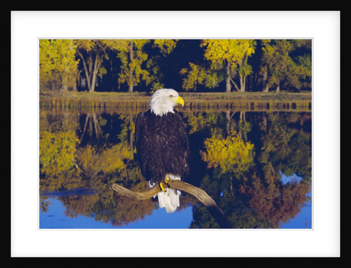Bald Eagle Perched on Branch by Anonymous