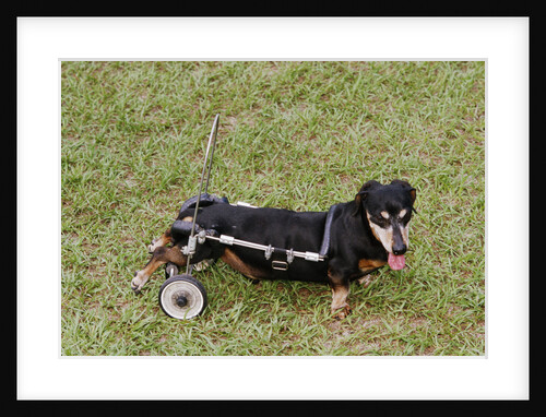 Dog Using a Dog Wheelchair by Anonymous