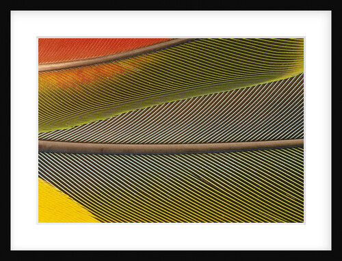 Detail of Scarlet Macaw Feathers by Anonymous