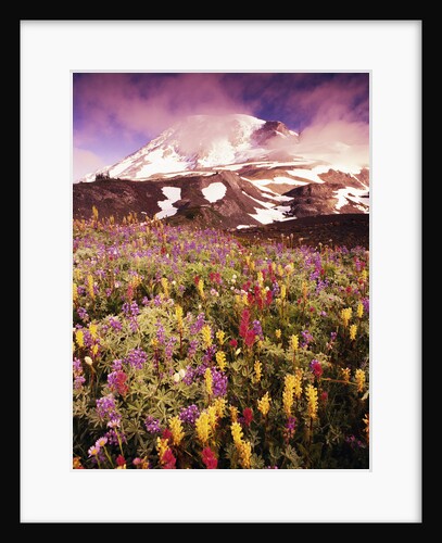 Wildflowers Growing at Foot of Mount Rainier by Anonymous
