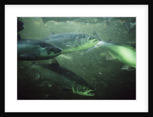 School of Sockeye Salmon Spawning by Anonymous