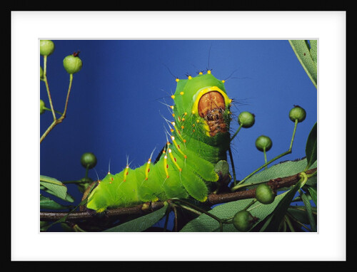 Polyphemus Moth Caterpillar Perching on Twig by Anonymous