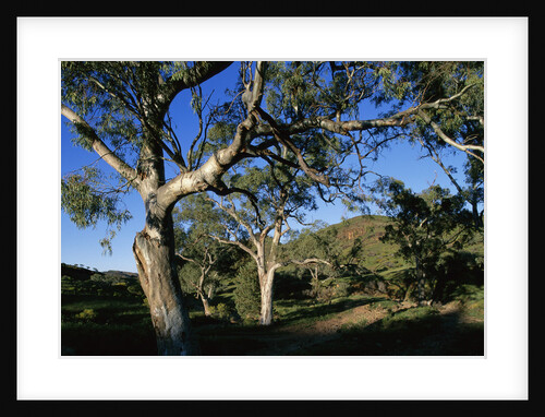 Eucalyptus Forest in Parachilna Gorge by Anonymous