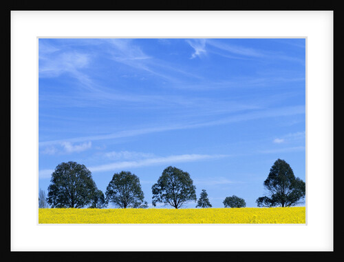 Field of Bright Yellow Mustard Seed by Anonymous