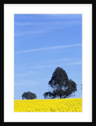 Field of Bright Yellow Mustard Seed by Anonymous