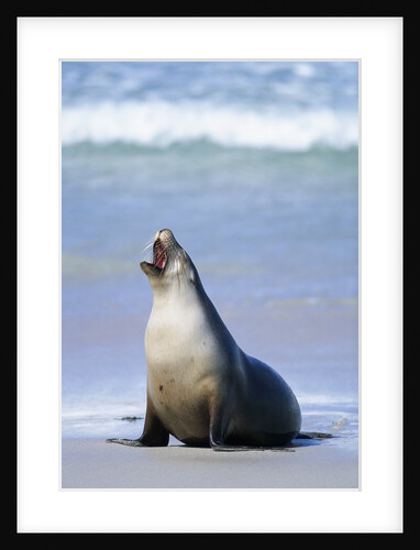 Australian Sea Lion Barking by Anonymous