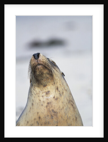 Australian Sea Lion by Anonymous