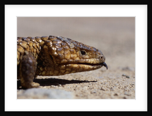 Shingle-back Skink by Anonymous
