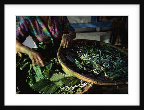 Baskets of Silkworms by Anonymous