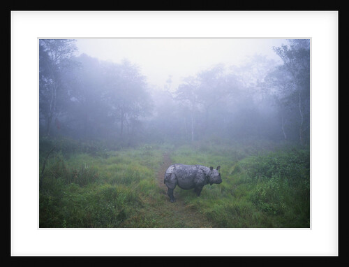 Indian Rhinoceros Standing in Morning Fog by Anonymous