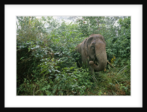 Asian Elephant Standing in Thick Brush by Anonymous