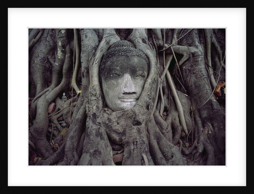 Buddha Sculpture Engulfed by Tree Roots by Anonymous