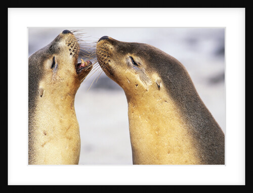 Sea Lions Touching Whiskers by Anonymous