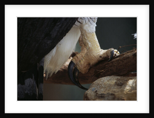 Talons of a Harpy Eagle by Anonymous