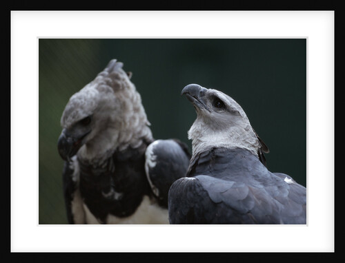 Male and Female Harpy Eagles by Anonymous