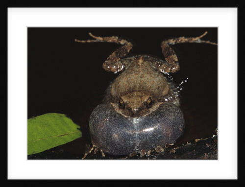 Singing Tungara Frog in Water by Anonymous