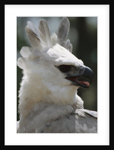 Male Juvenile Harpy Eagle by Anonymous