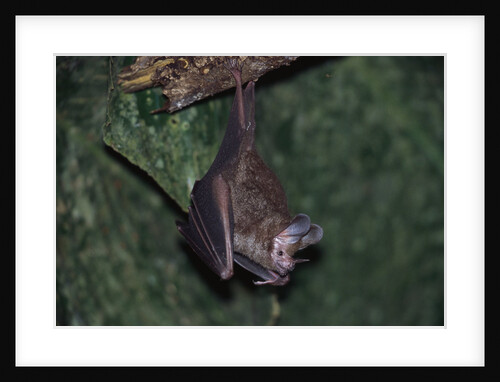 Hanging Fringe-lipped Bat by Anonymous