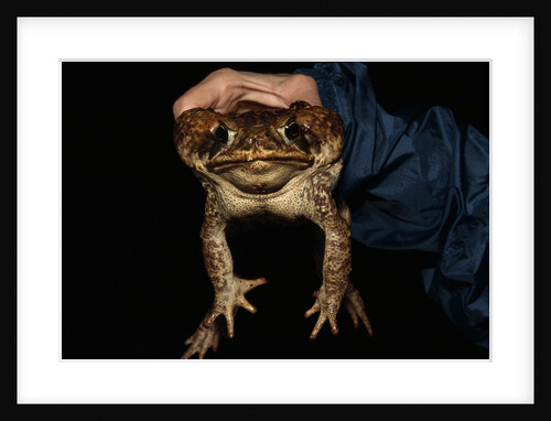 Biologist Holding a Giant Marine Toad by Anonymous