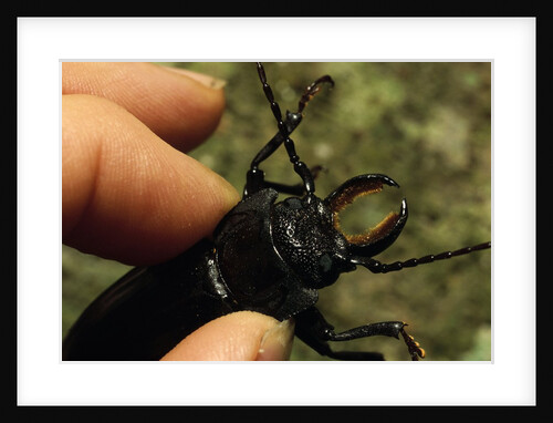 Hand Holding a Giant Stag Beetle by Anonymous