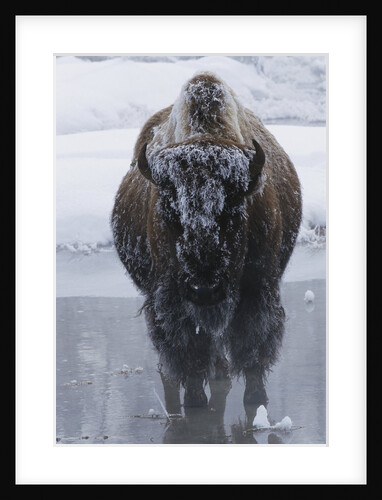 Bison Covered in Frost by Anonymous