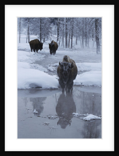 Bison Standing Along a Stream in Winter by Anonymous