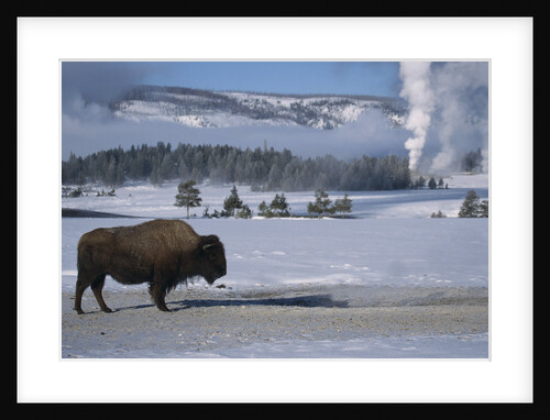 Bison Standing near Geysers in Winter by Anonymous