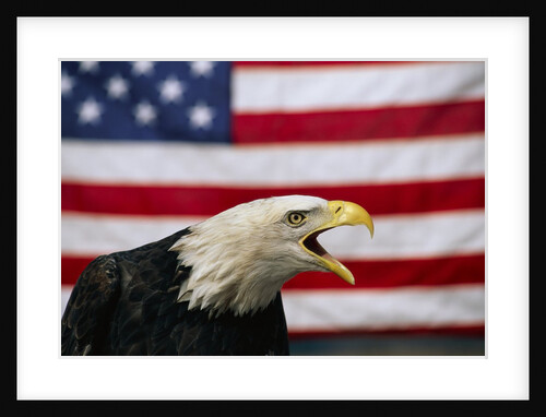 Bald Eagle and American Flag by Anonymous