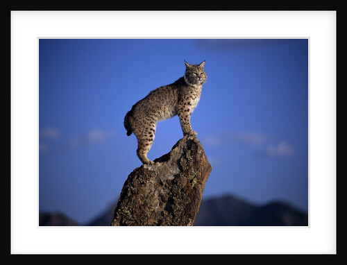 Bobcat Perched atop Rock by Anonymous