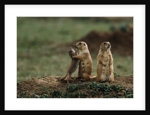 Black-tailed Prairie Dog Family by Anonymous