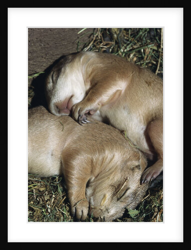 Sleeping Prairie Dog Pups by Anonymous