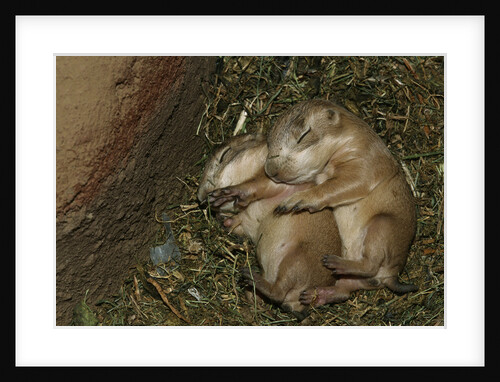 Sleeping Prairie Dog Pups by Anonymous