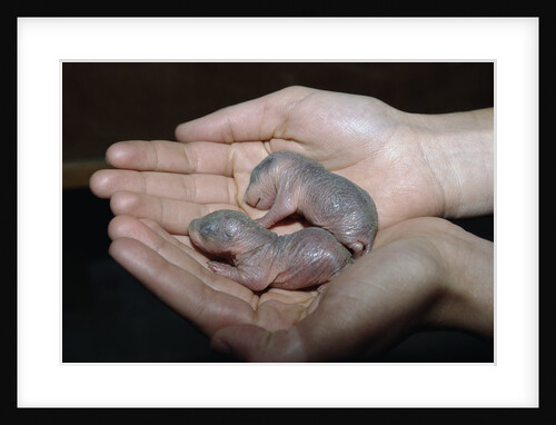 Hands Holding Infant Prairie Dogs by Anonymous