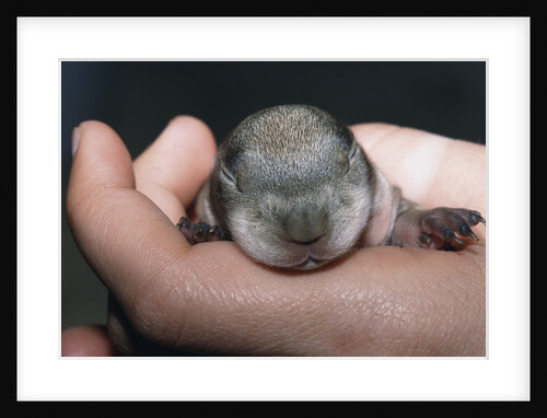 Hands Holding Prairie Dog Pup by Anonymous