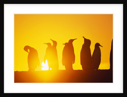 Silhouetted King Penguin Colony at Sunrise by Anonymous