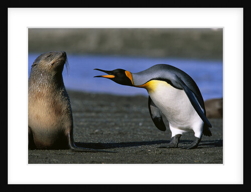 King Penguin Confronting Unconcerned Fur Seal by Anonymous