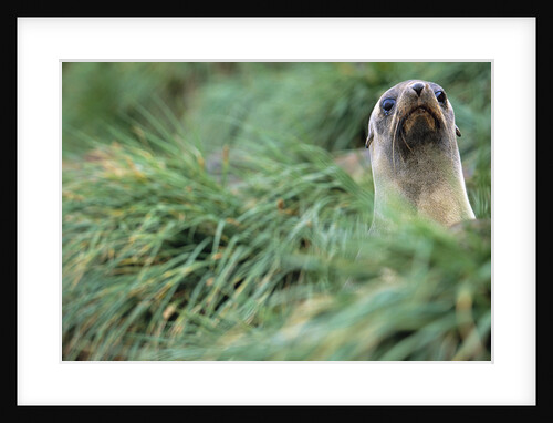 Fur Seal Peering Up from Grass by Anonymous