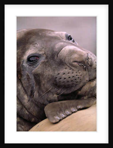 Elephant Seal Resting by Anonymous