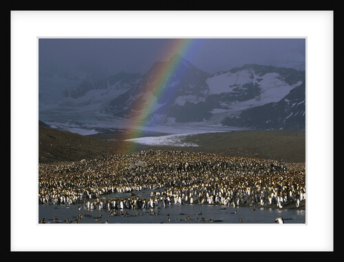 Rainbow over Large King Penguin Colony by Anonymous