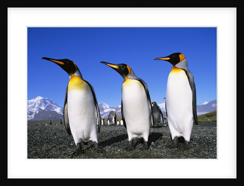 Trio of King Penguins by Anonymous