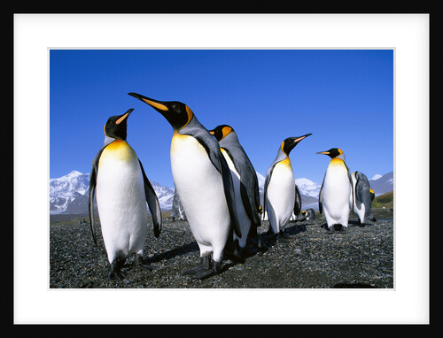 Colony of King Penguins by Anonymous